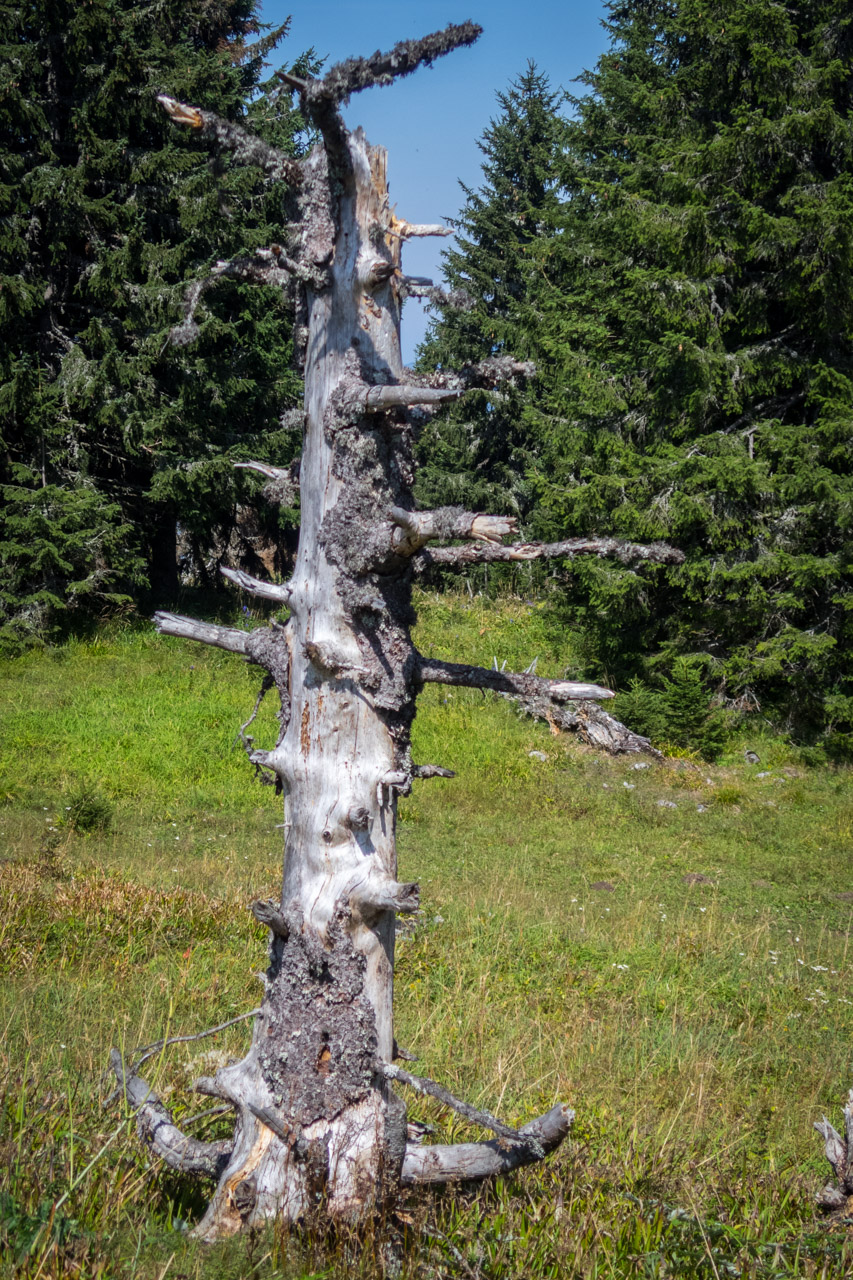 Poludnica z Iľanova cez sedlo pod Kúpeľom (Nízke Tatry)