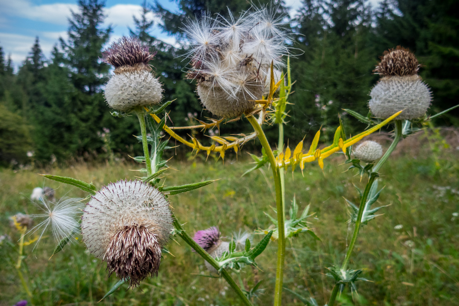 Poludnica z Iľanova cez sedlo pod Kúpeľom (Nízke Tatry)