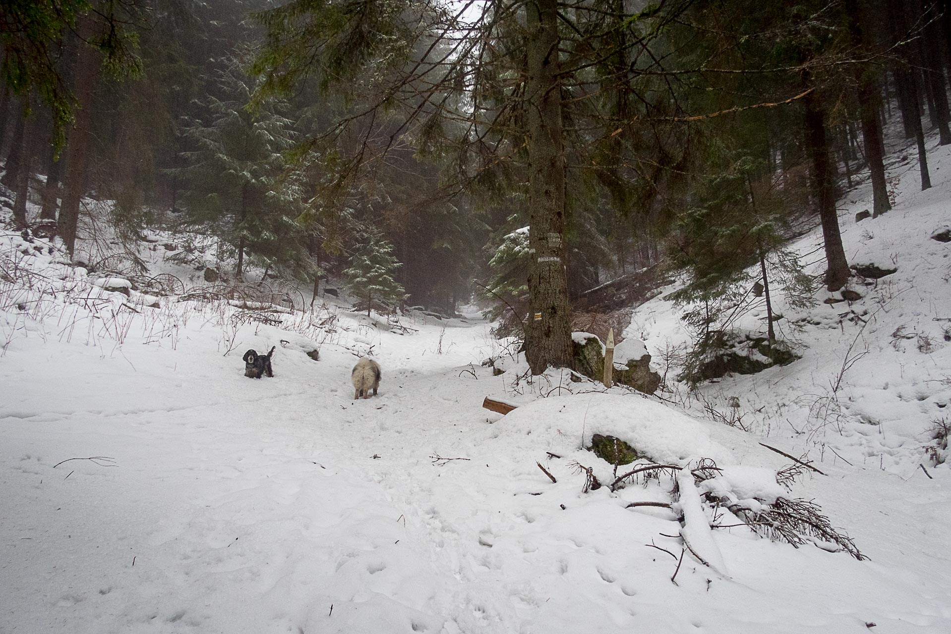 Poludnica zo Závažnej Poruby v zime (Nízke Tatry)