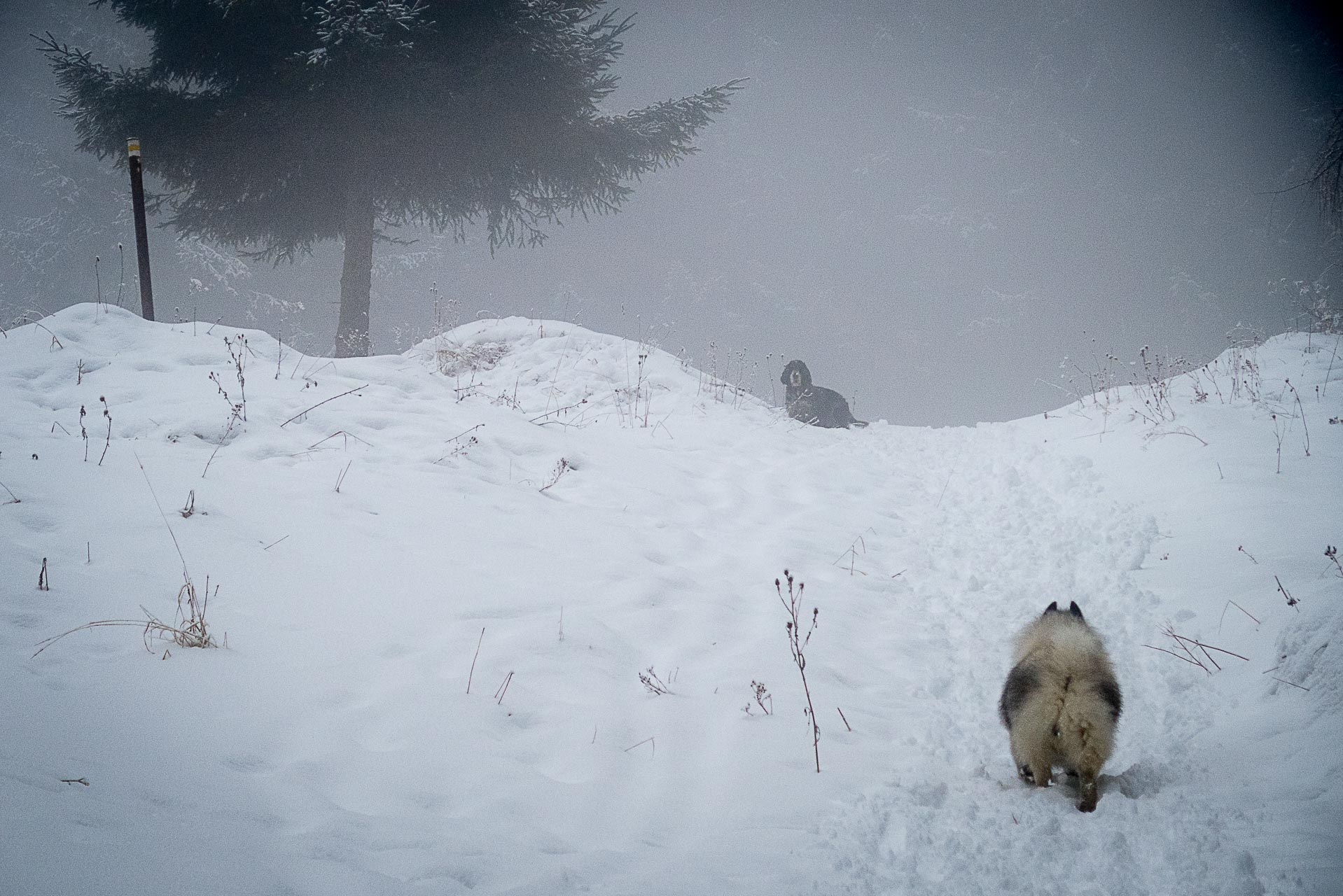 Poludnica zo Závažnej Poruby v zime (Nízke Tatry)