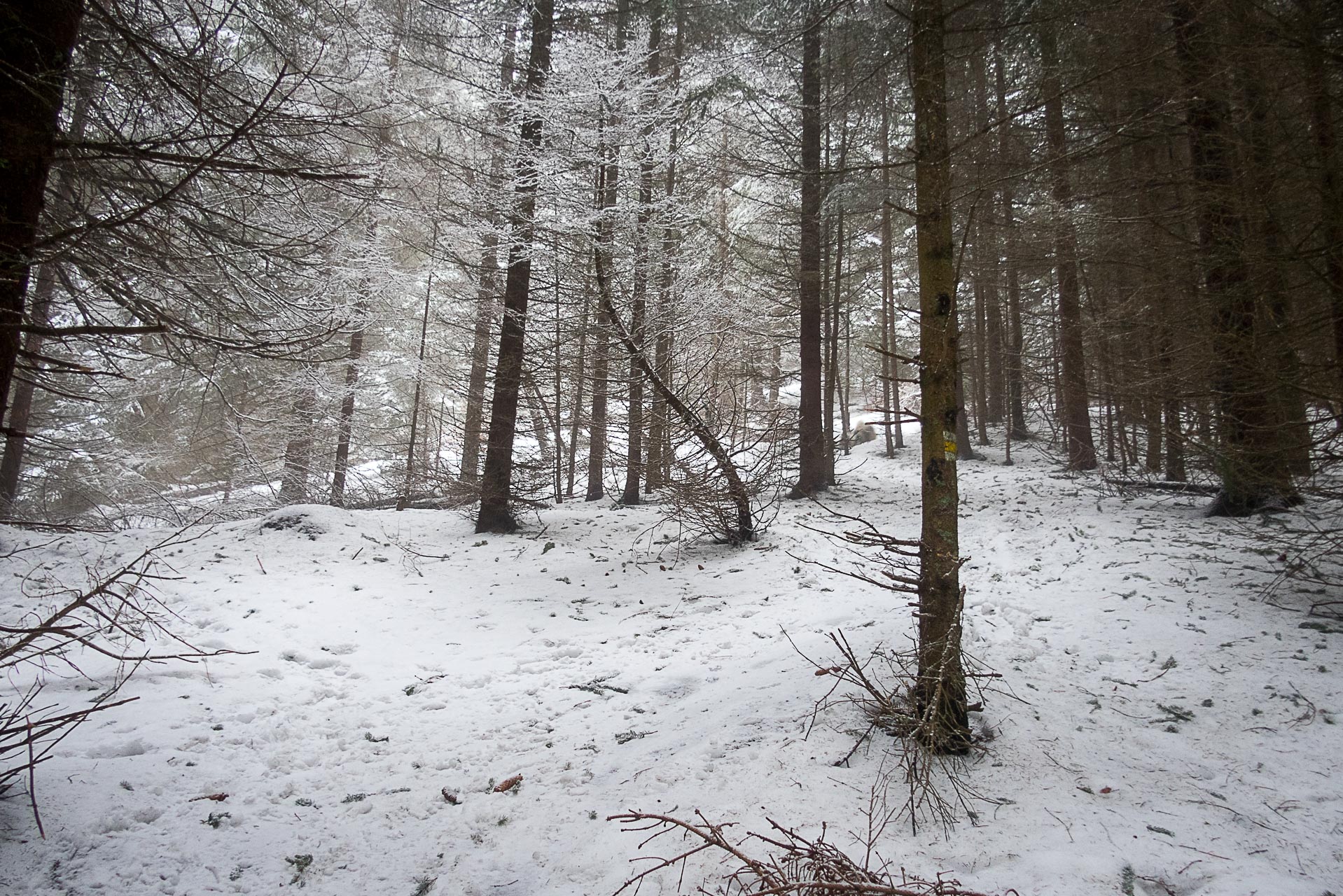 Poludnica zo Závažnej Poruby v zime (Nízke Tatry)