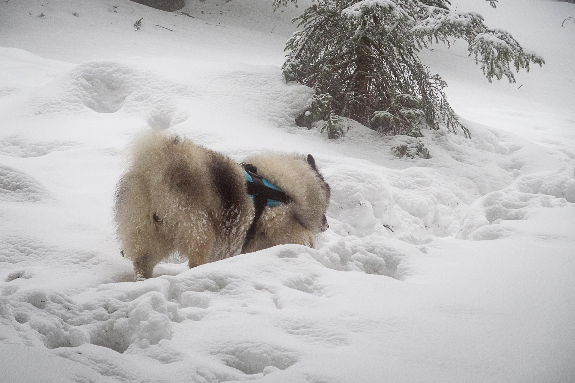 Poludnica zo Závažnej Poruby v zime (Nízke Tatry)