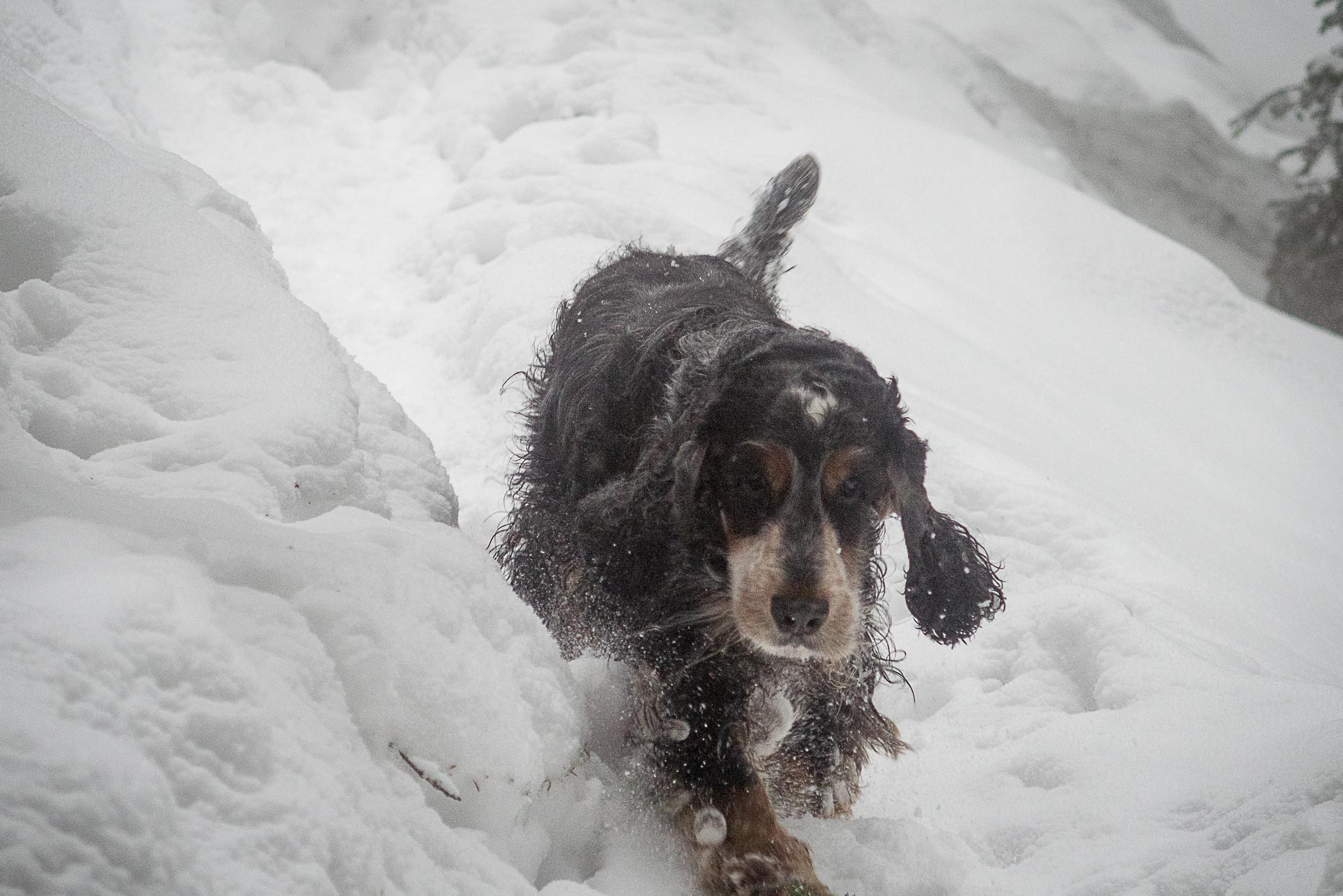 Poludnica zo Závažnej Poruby v zime (Nízke Tatry)