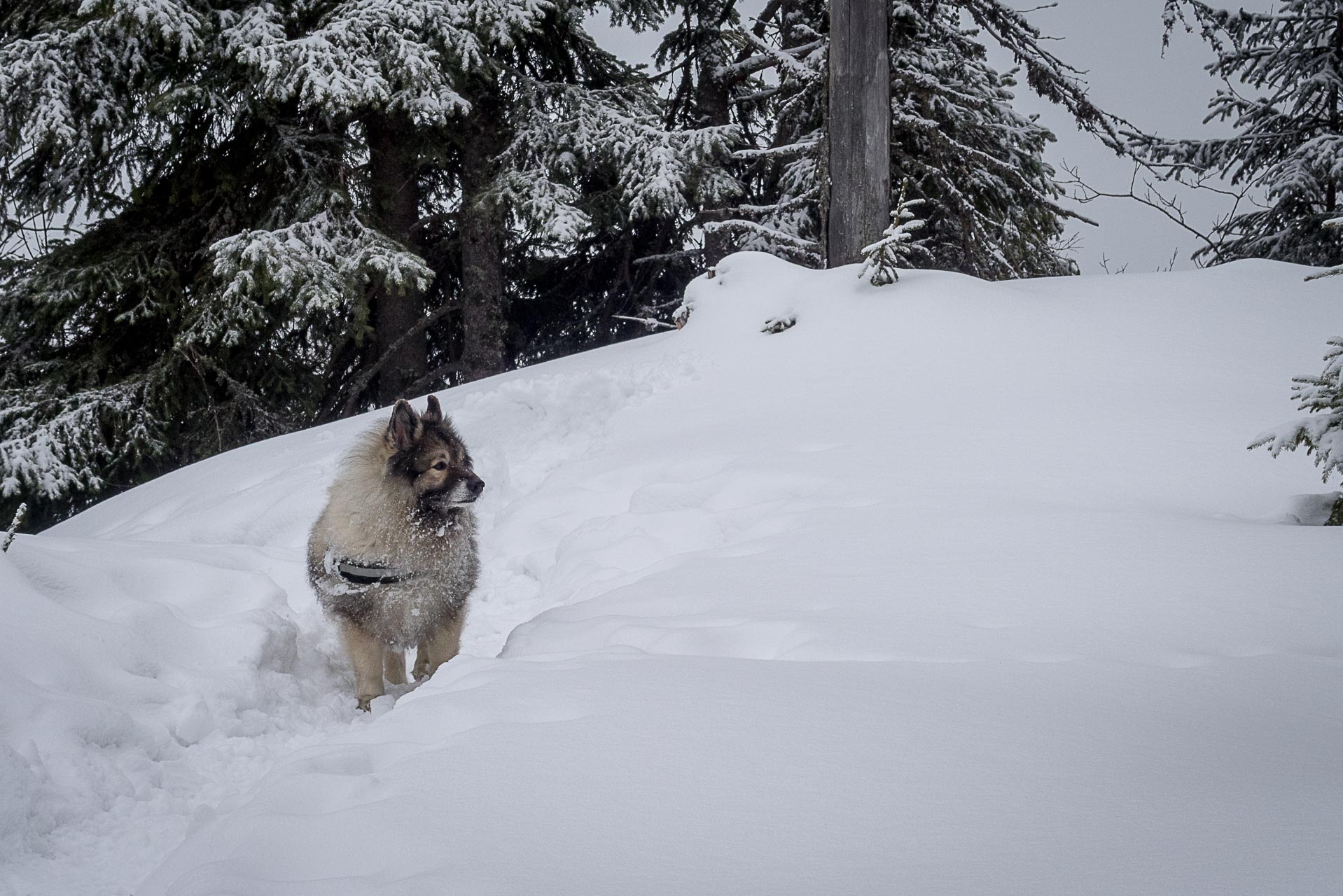 Poludnica zo Závažnej Poruby v zime (Nízke Tatry)