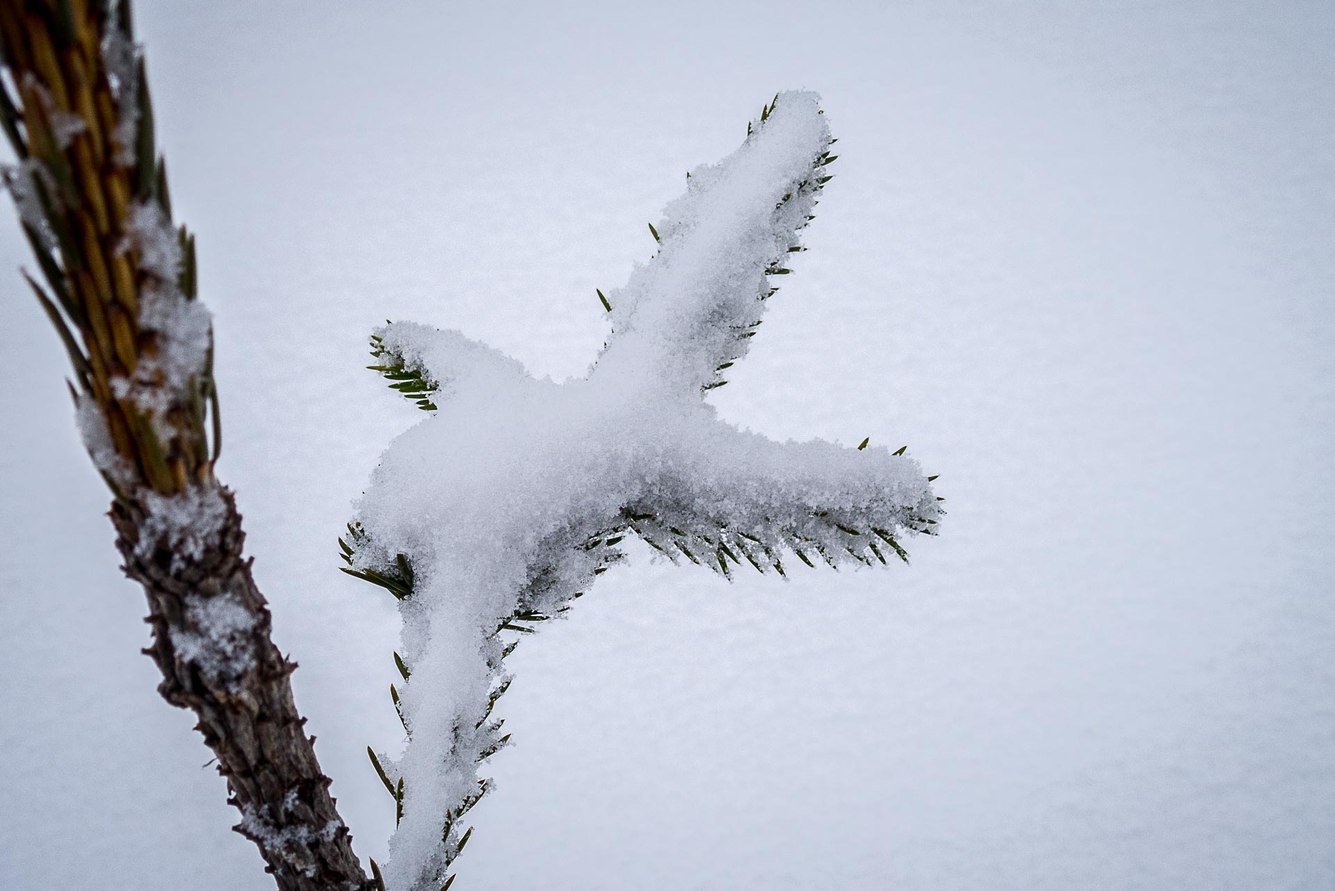 Poludnica zo Závažnej Poruby v zime (Nízke Tatry)