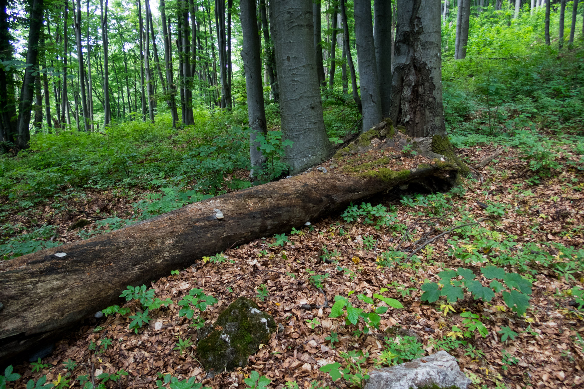 Radzim a Vdovčíkovo kreslo z Vlachova (Stolické vrchy)