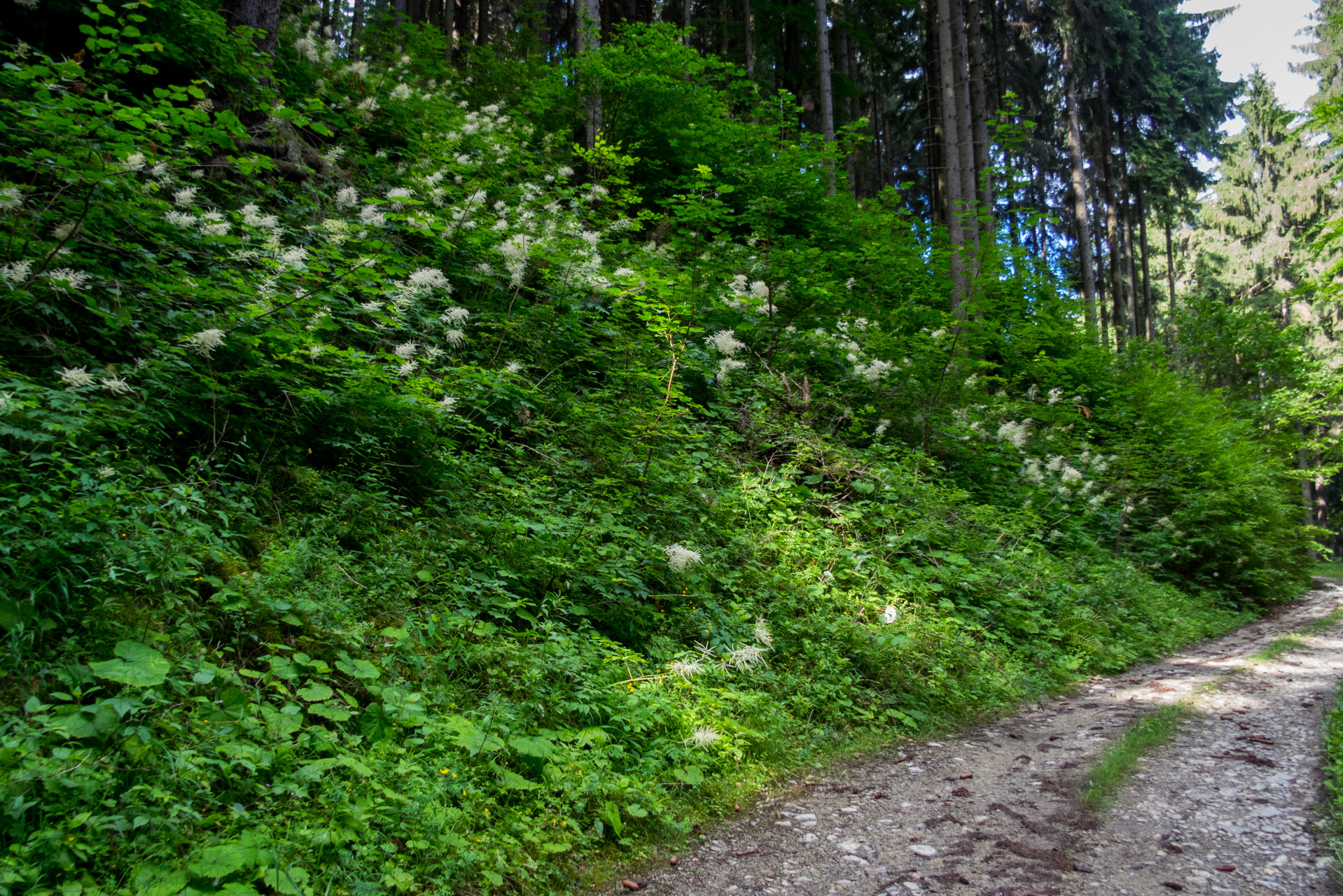 Salatín z Ludrovej cez Úplazy (Nízke Tatry)