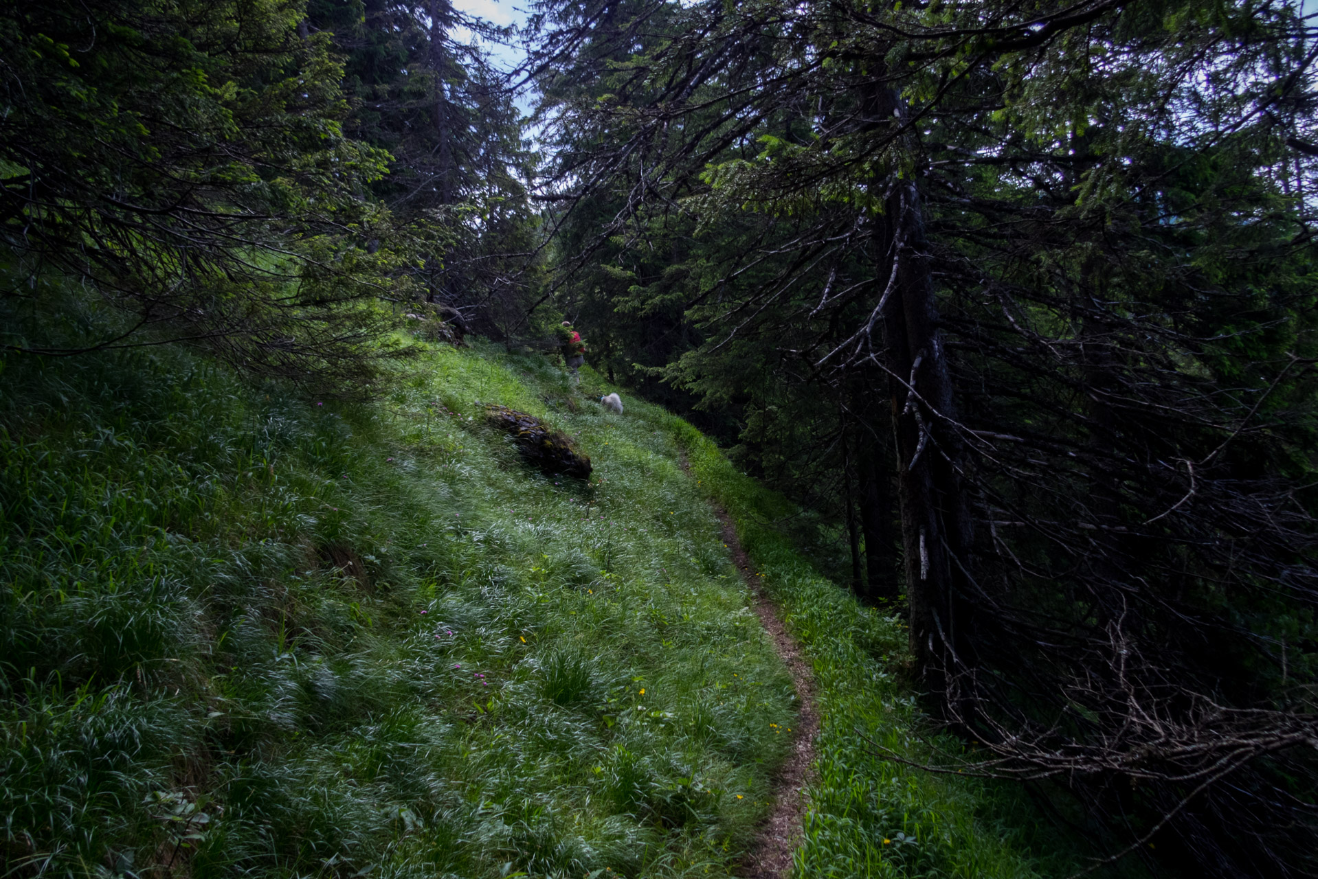 Salatín z Ludrovej cez Úplazy (Nízke Tatry)