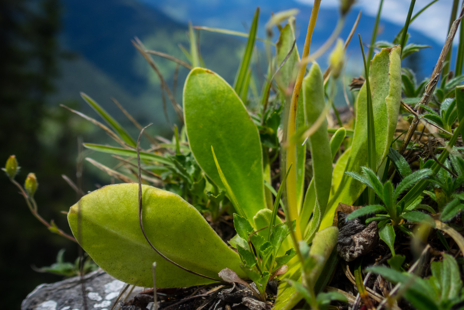 Salatín z Ludrovej cez Úplazy (Nízke Tatry)