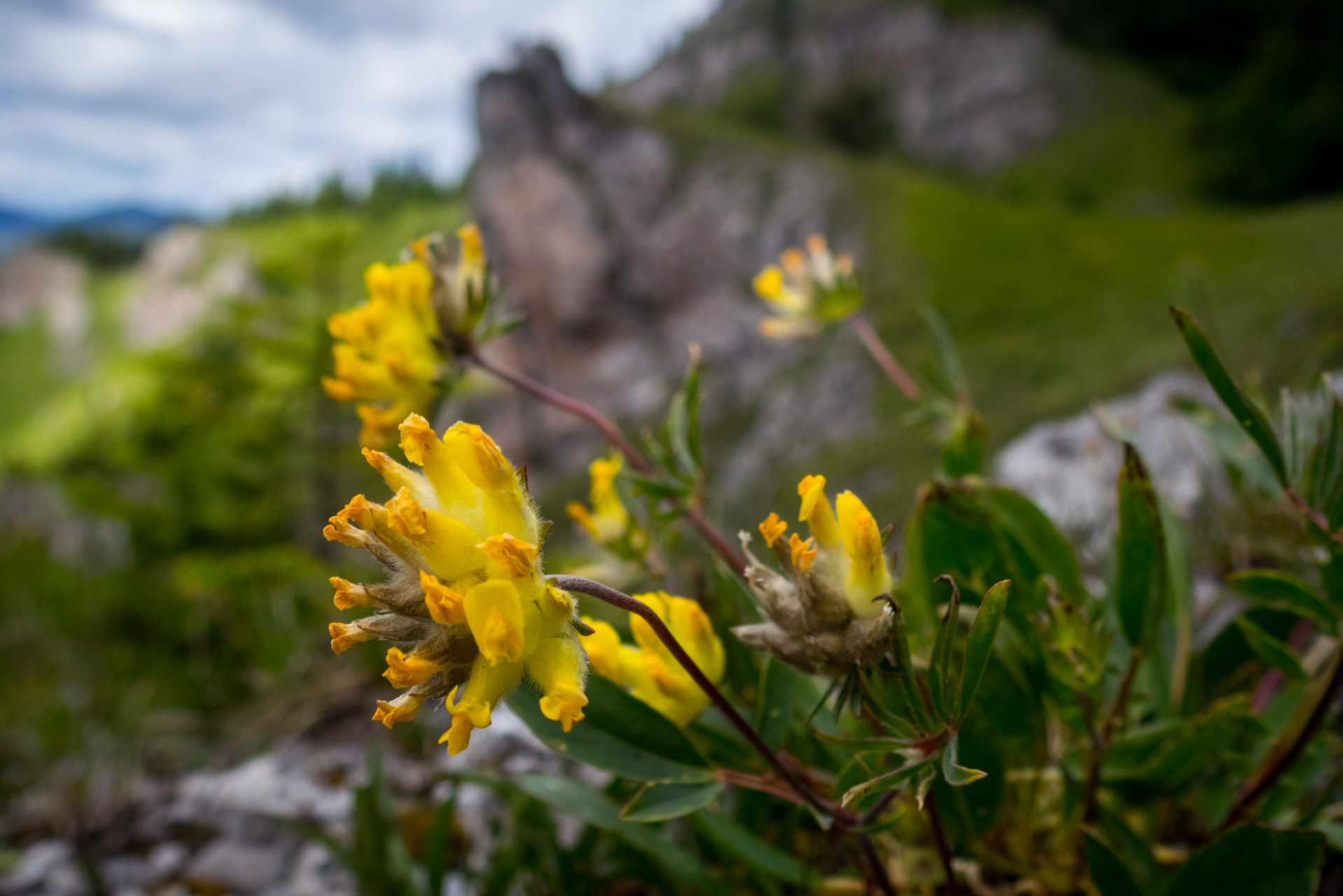 Salatín z Ludrovej cez Úplazy (Nízke Tatry)