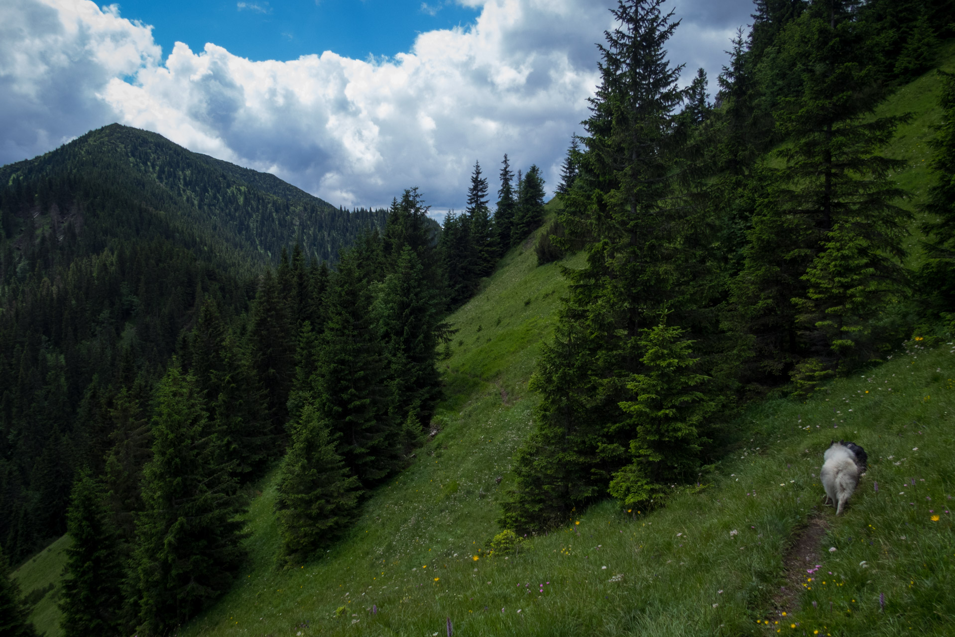 Salatín z Ludrovej cez Úplazy (Nízke Tatry)