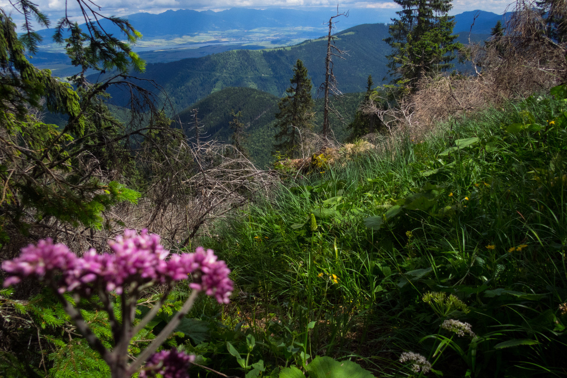 Salatín z Ludrovej cez Úplazy (Nízke Tatry)