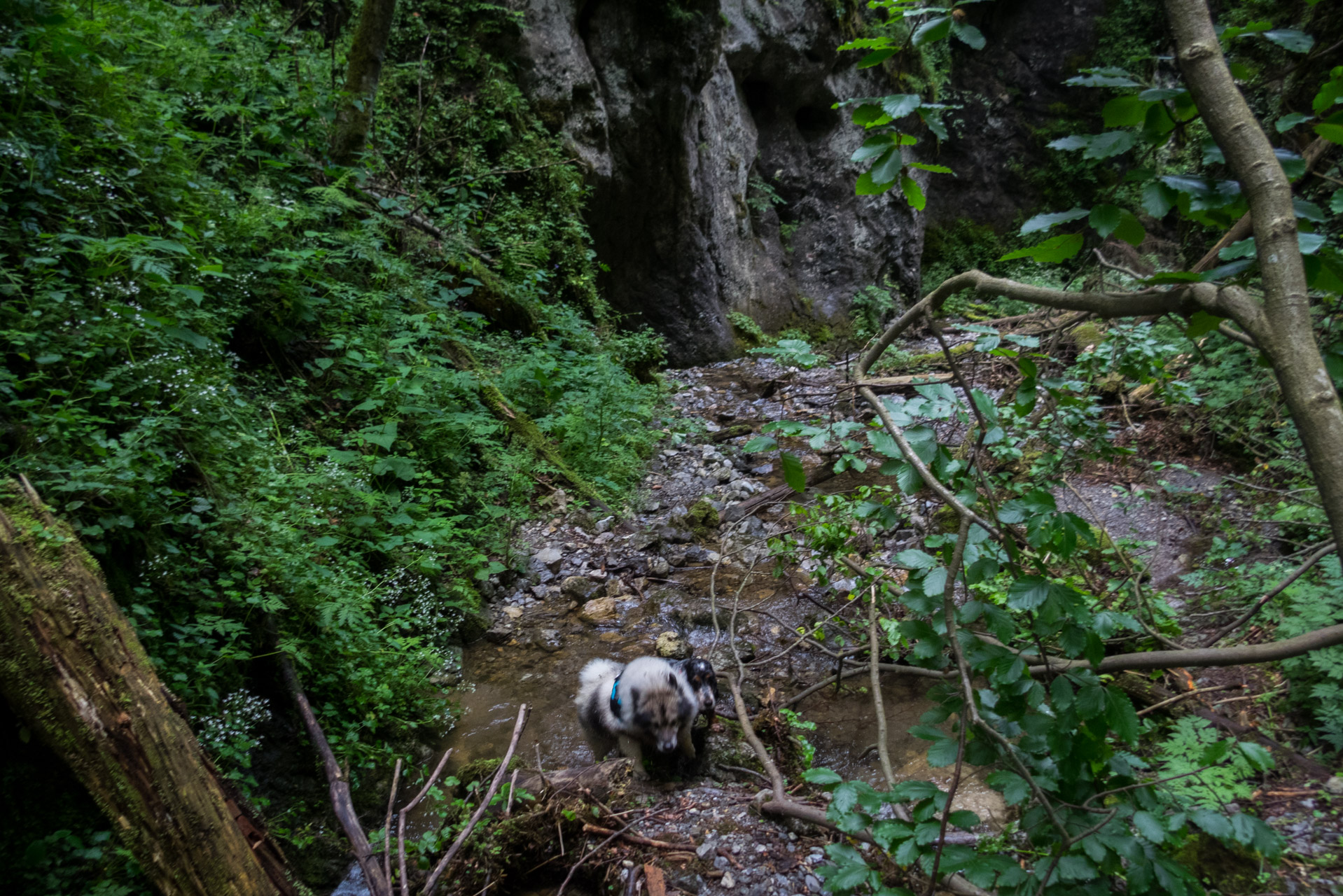 Salatín z Ludrovej cez Úplazy (Nízke Tatry)