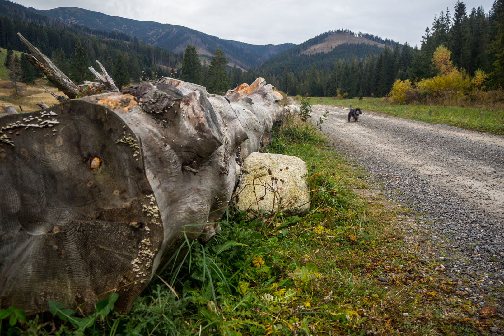 Salatín zo Zuberca, Prtí (Západné Tatry)