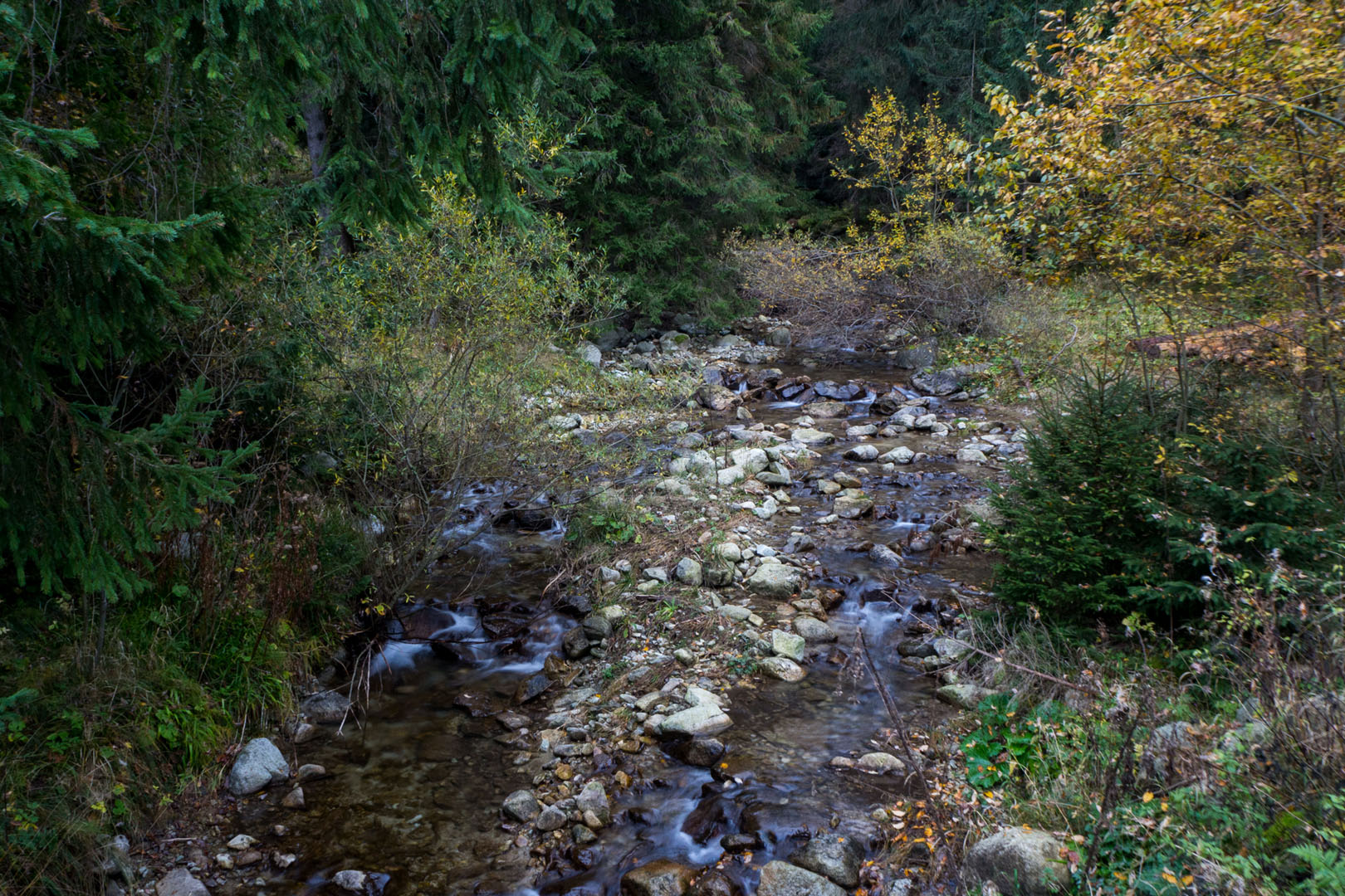 Salatín zo Zuberca, Prtí (Západné Tatry)