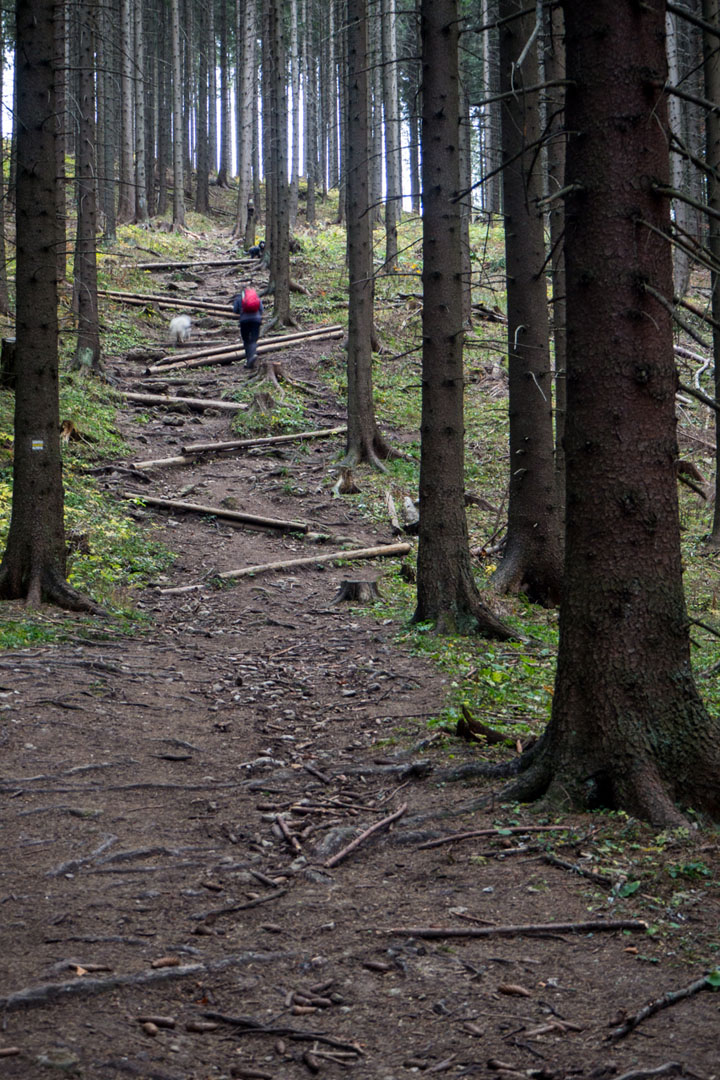 Salatín zo Zuberca, Prtí (Západné Tatry)