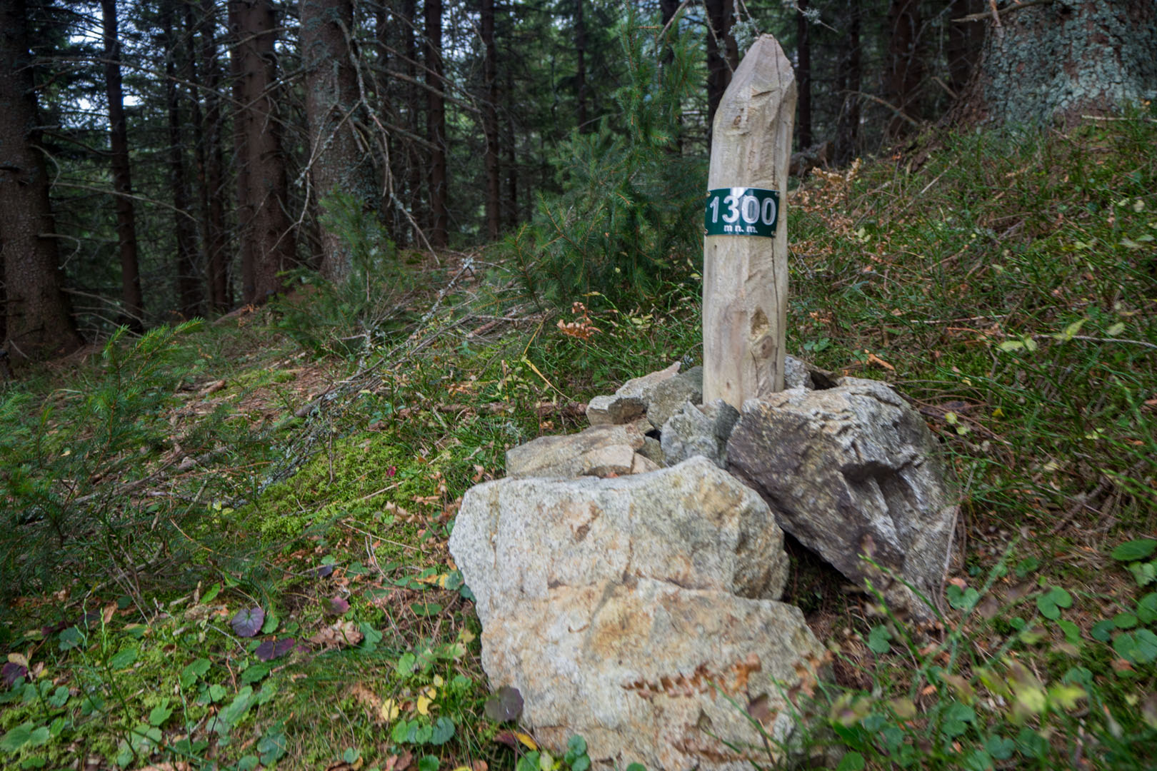 Salatín zo Zuberca, Prtí (Západné Tatry)