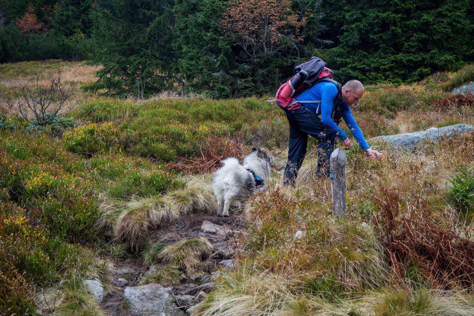 Salatín zo Zuberca, Prtí (Západné Tatry)