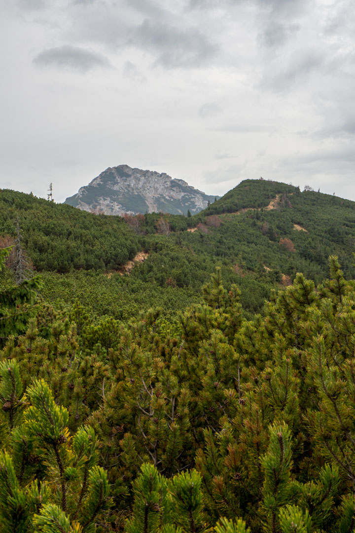 Salatín zo Zuberca, Prtí (Západné Tatry)