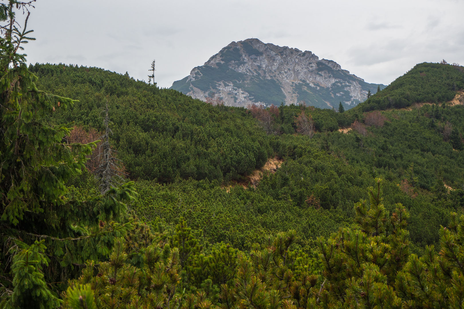 Salatín zo Zuberca, Prtí (Západné Tatry)