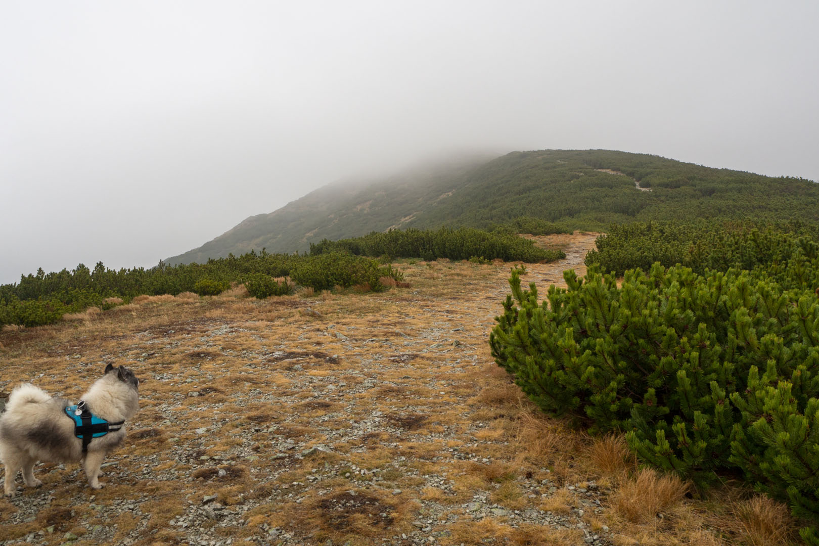 Salatín zo Zuberca, Prtí (Západné Tatry)