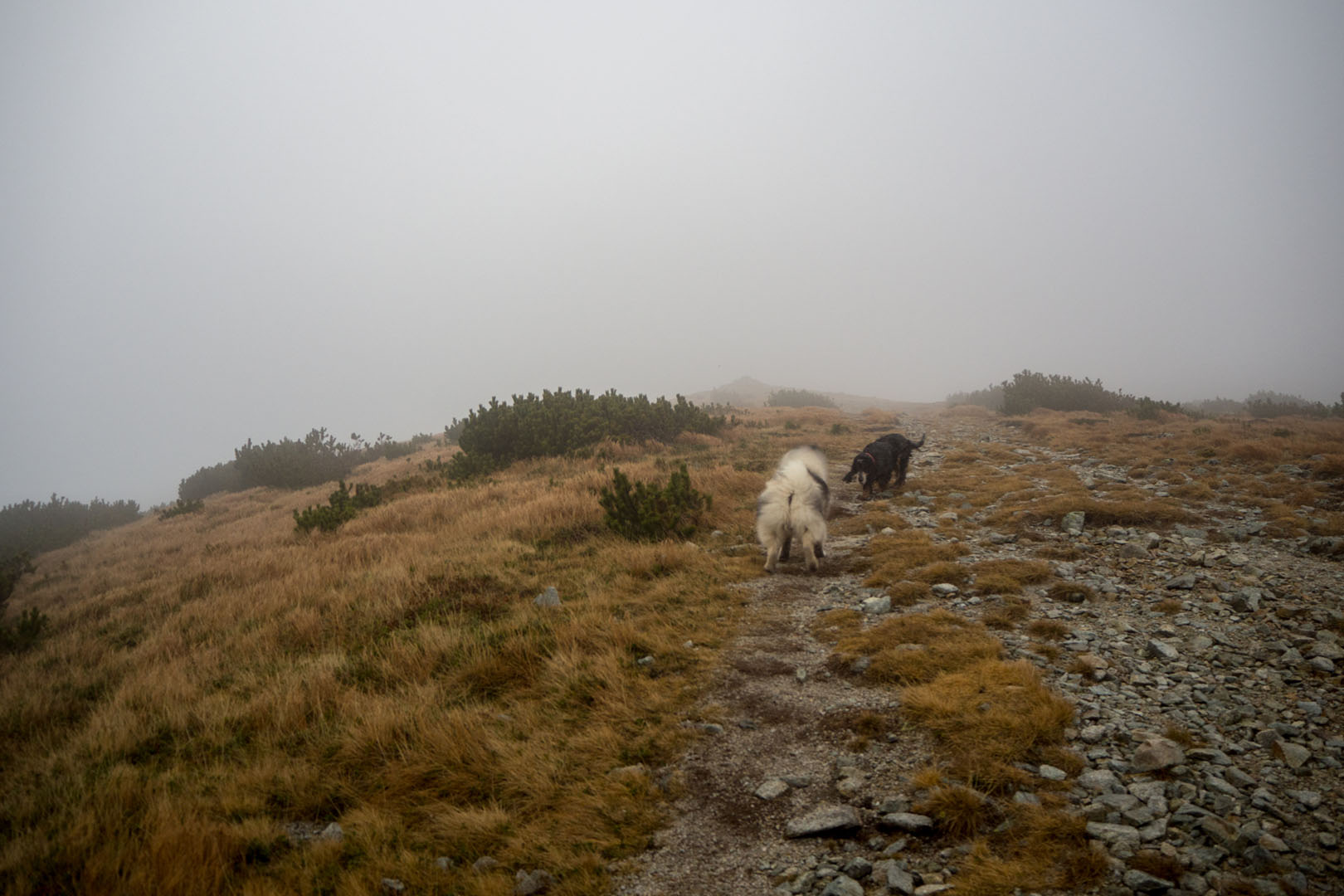 Salatín zo Zuberca, Prtí (Západné Tatry)