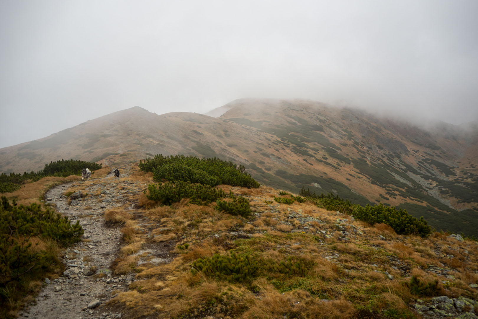 Salatín zo Zuberca, Prtí (Západné Tatry)