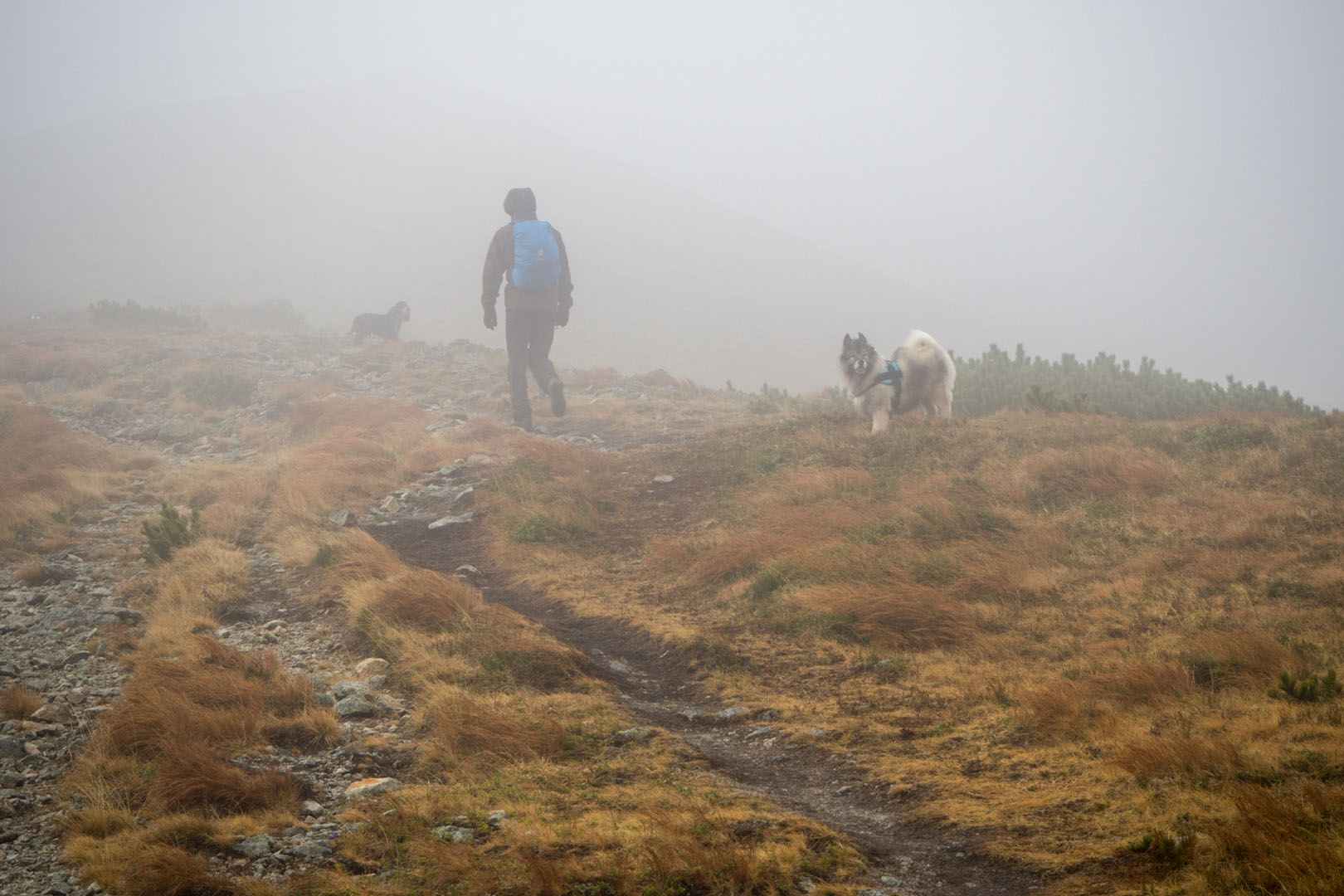 Salatín zo Zuberca, Prtí (Západné Tatry)