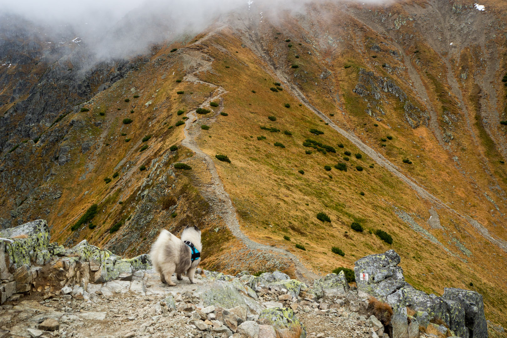 Salatín zo Zuberca, Prtí (Západné Tatry)