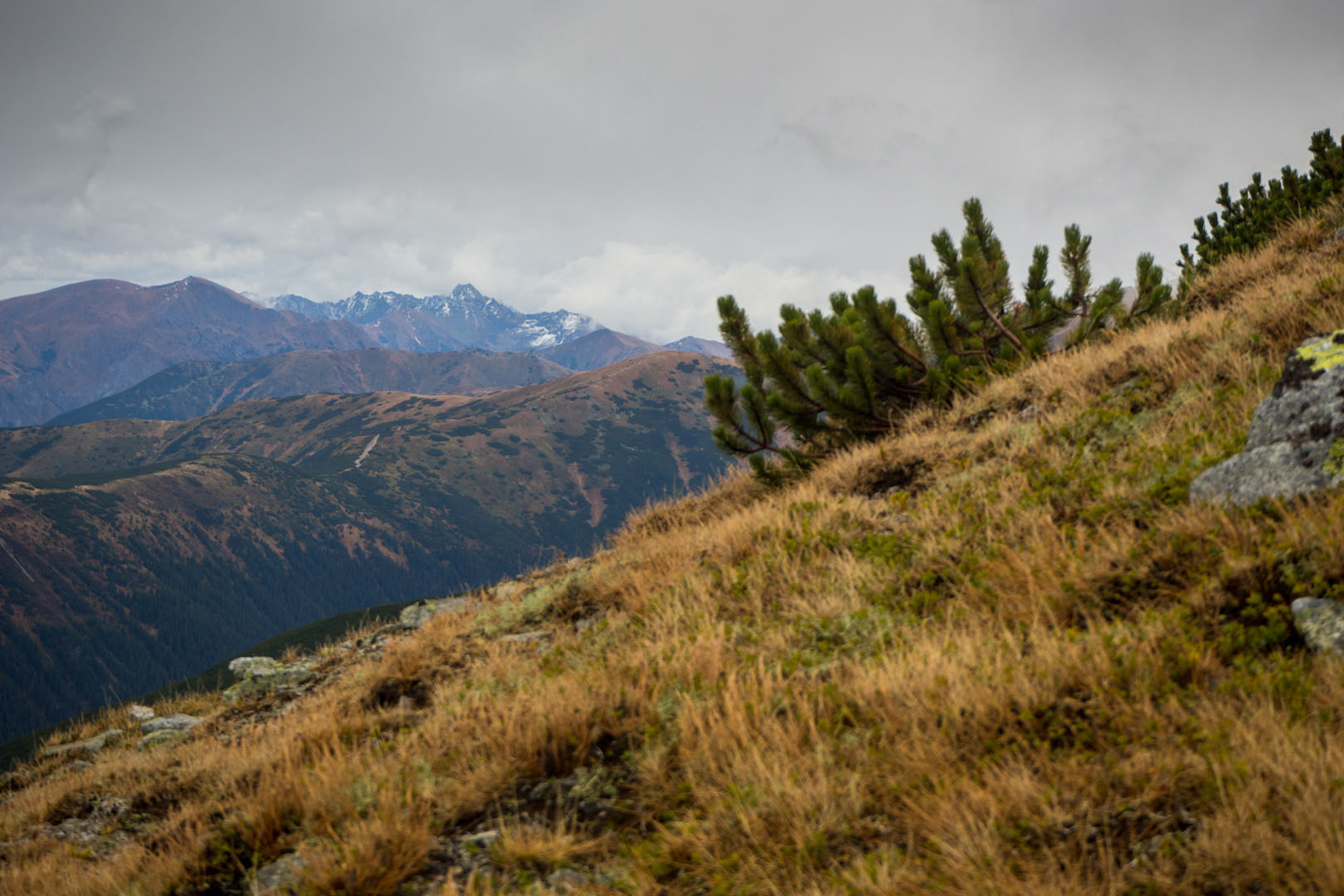 Salatín zo Zuberca, Prtí (Západné Tatry)