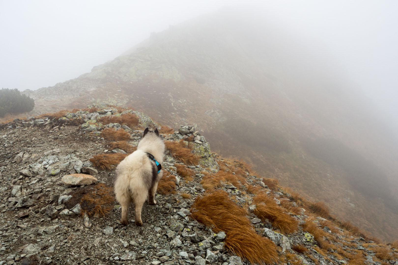 Salatín zo Zuberca, Prtí (Západné Tatry)