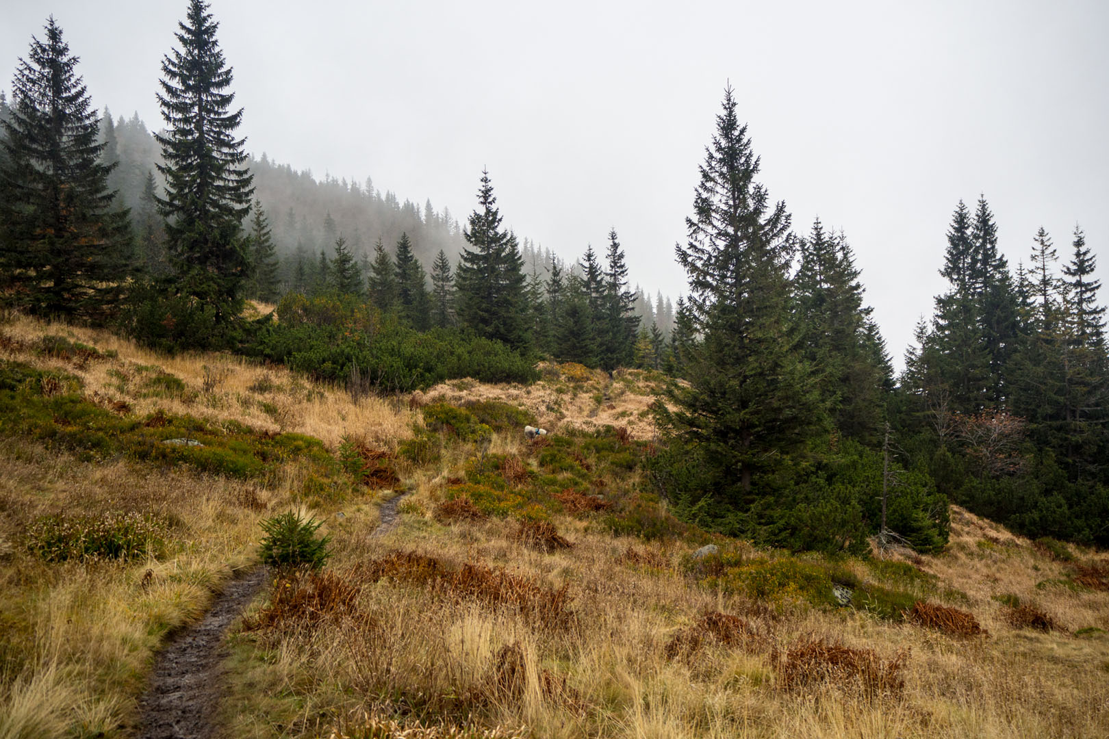 Salatín zo Zuberca, Prtí (Západné Tatry)