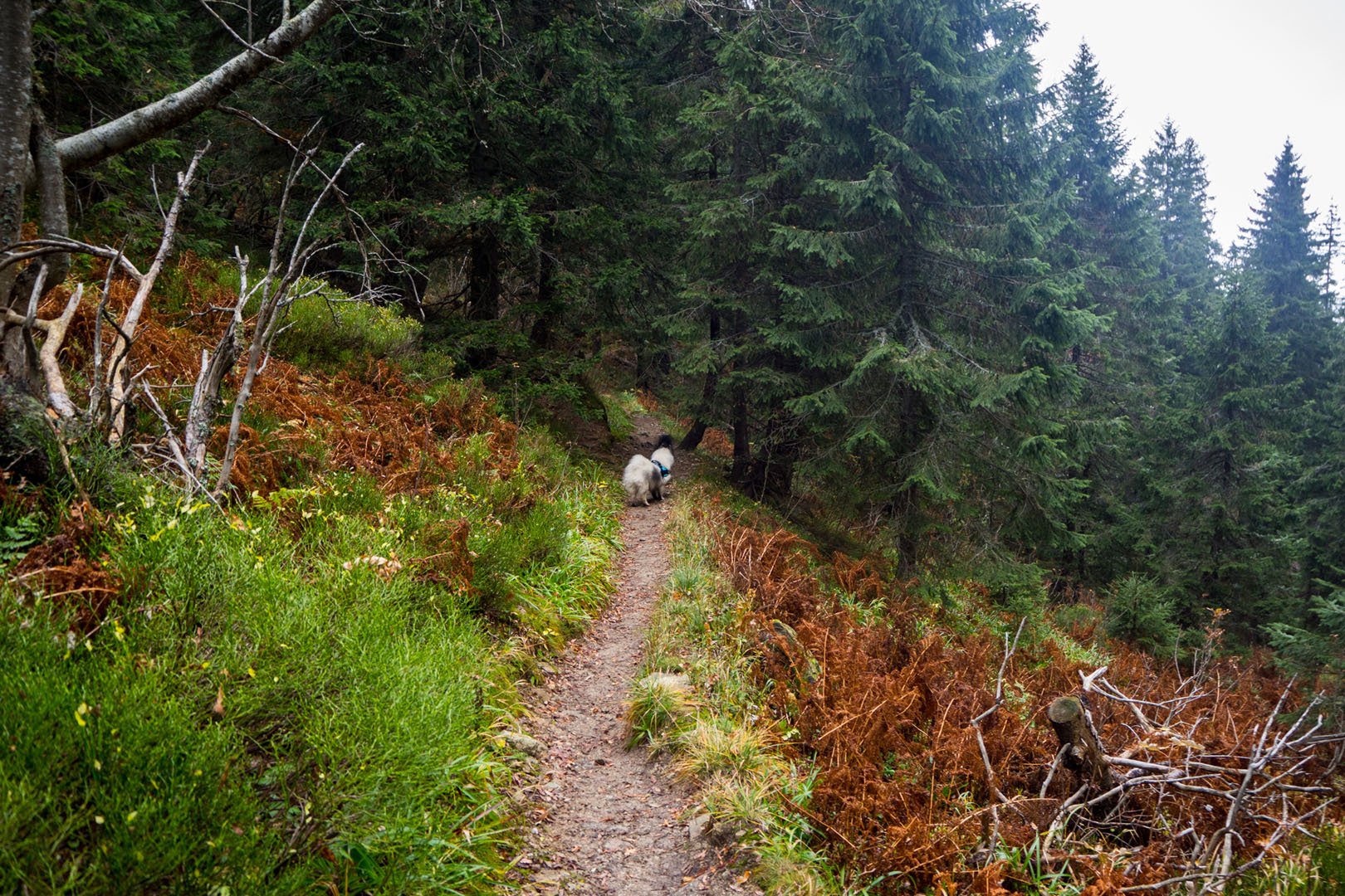 Salatín zo Zuberca, Prtí (Západné Tatry)