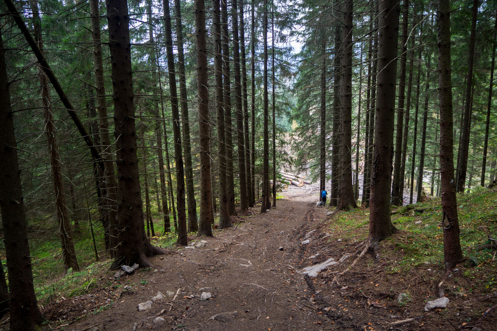 Salatín zo Zuberca, Prtí (Západné Tatry)