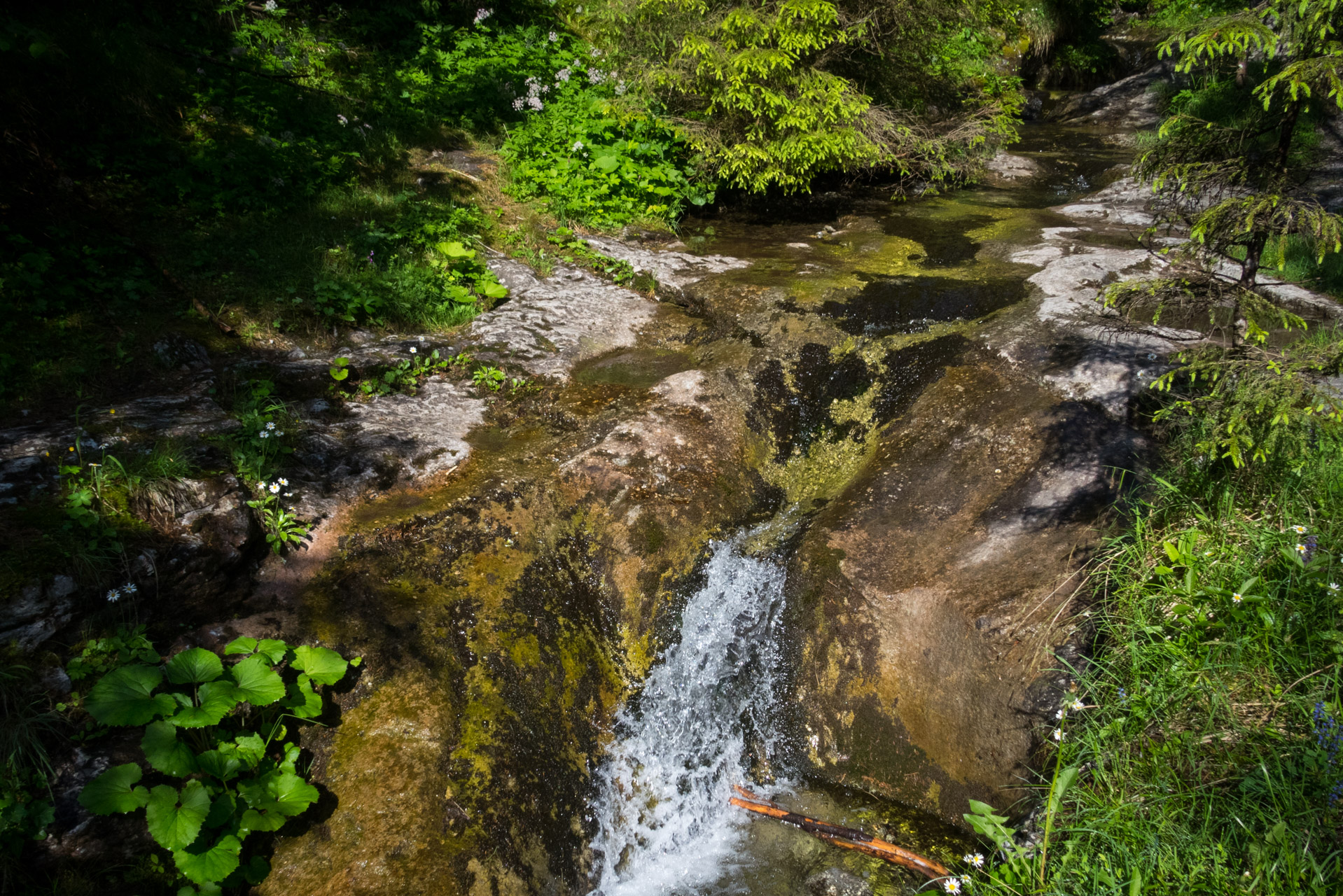 Siná od Demänovskej jaskyne slobody (Nízke Tatry)