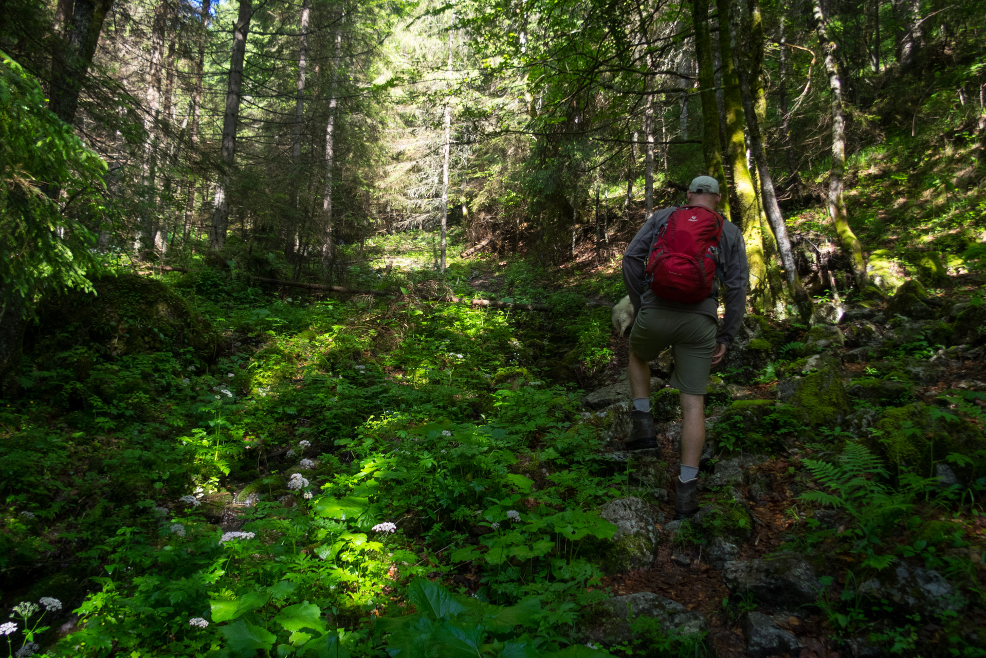 Siná od Demänovskej jaskyne slobody (Nízke Tatry)