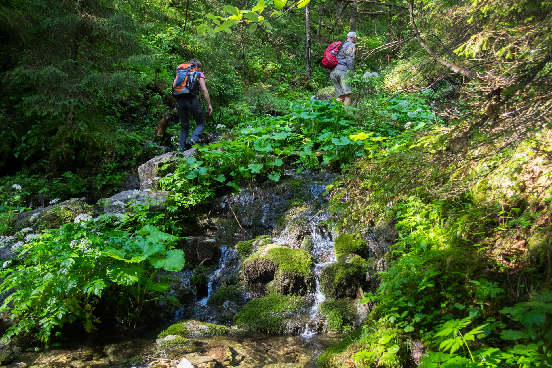 Siná od Demänovskej jaskyne slobody (Nízke Tatry)