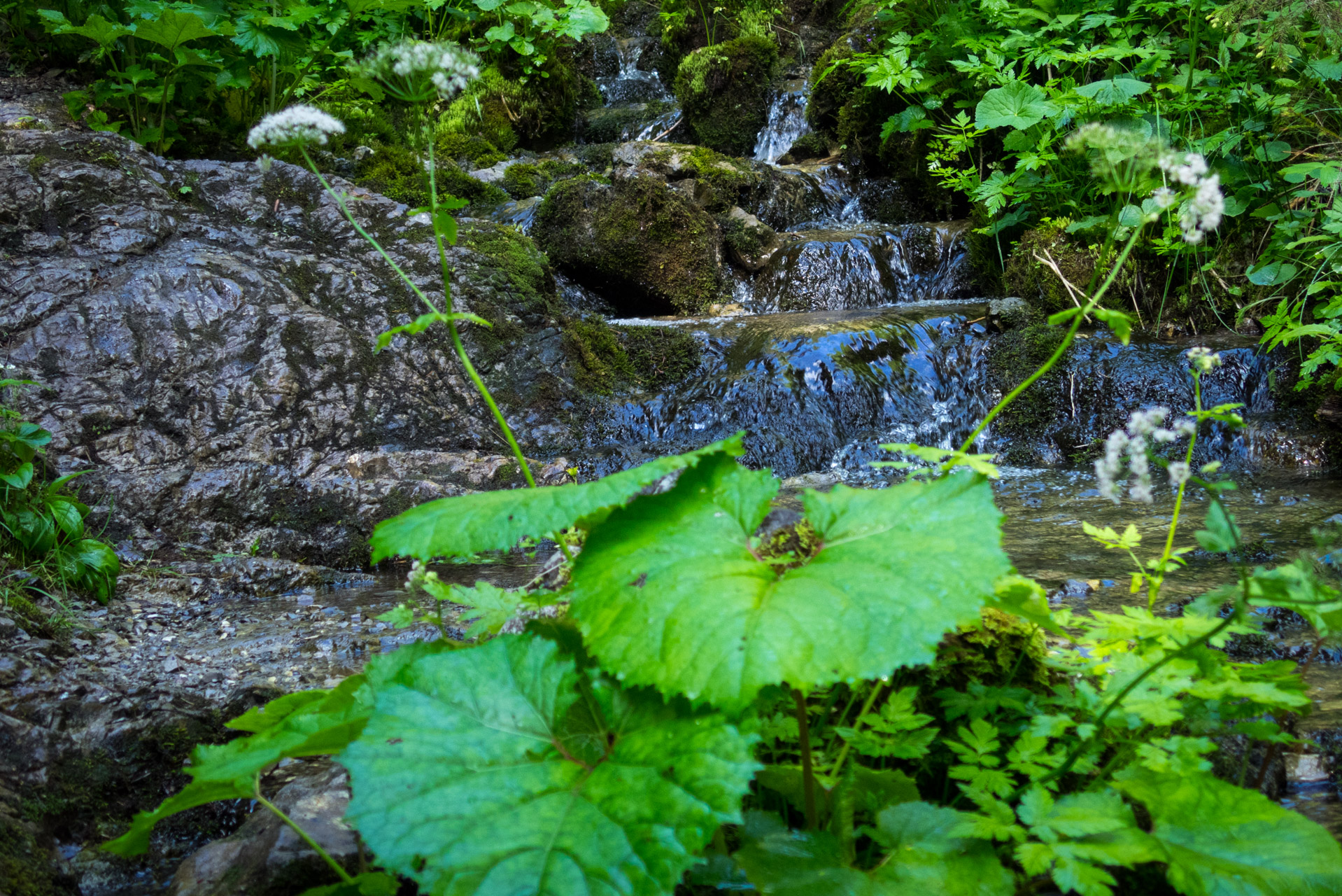 Siná od Demänovskej jaskyne slobody (Nízke Tatry)