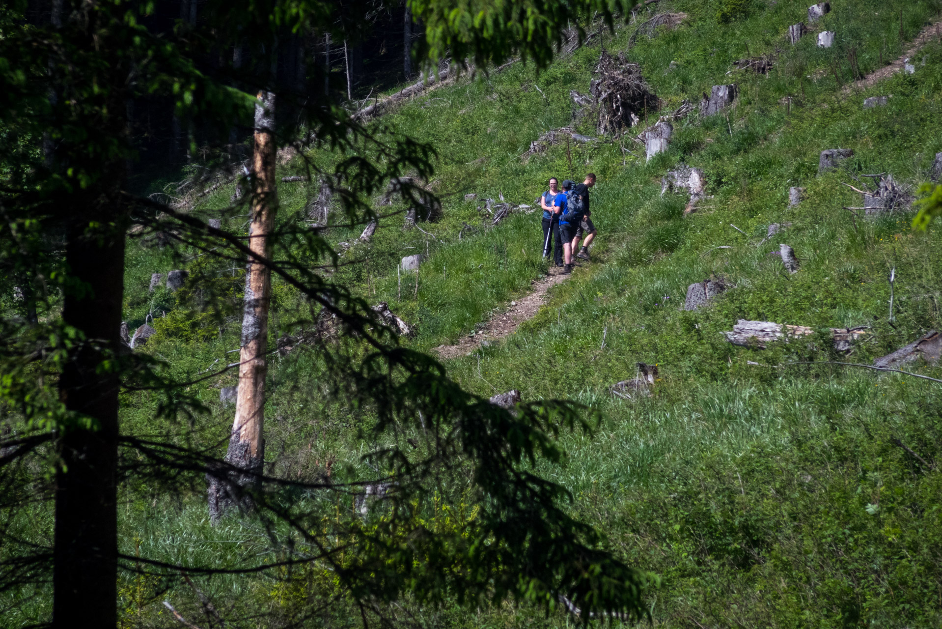 Siná od Demänovskej jaskyne slobody (Nízke Tatry)