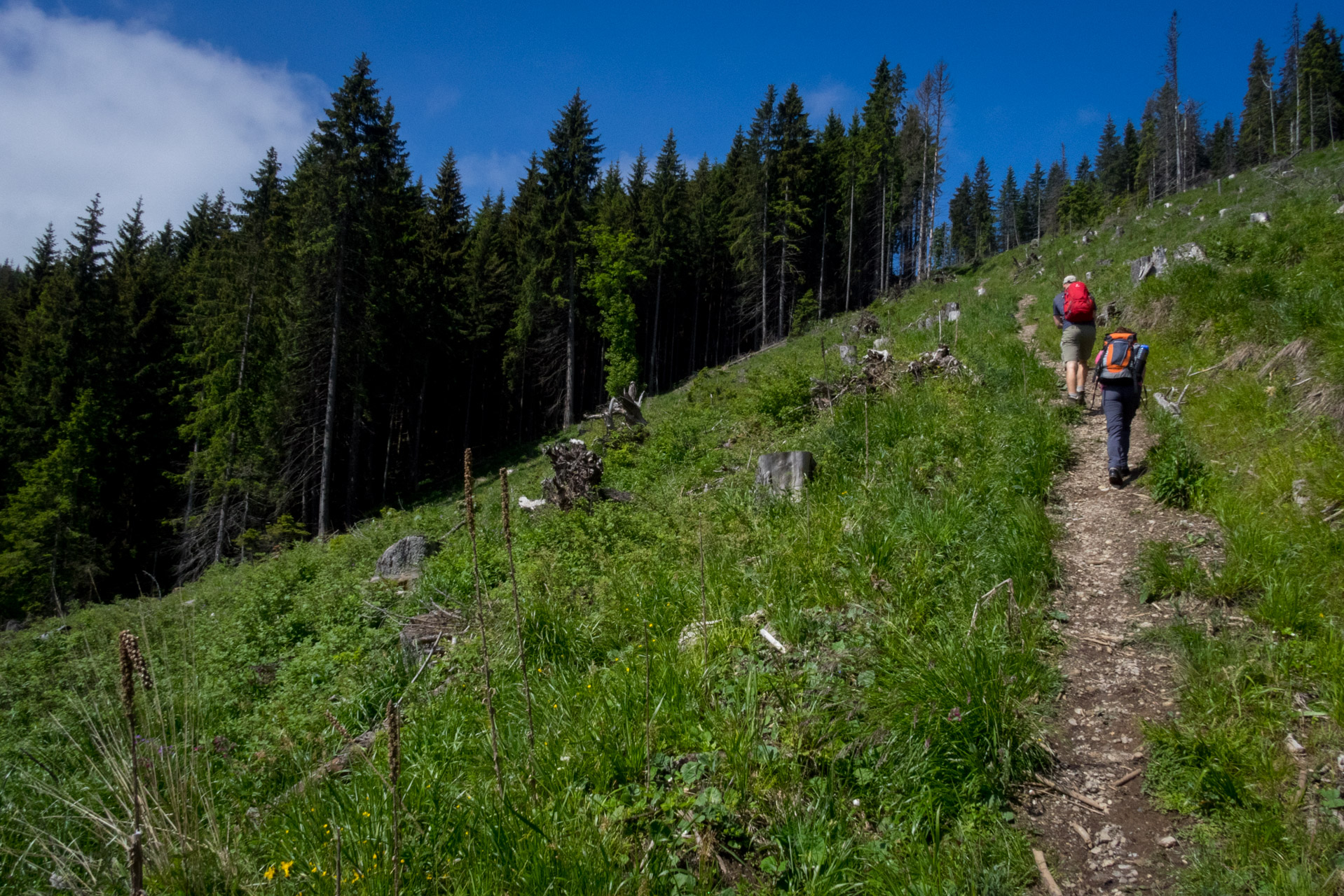 Siná od Demänovskej jaskyne slobody (Nízke Tatry)