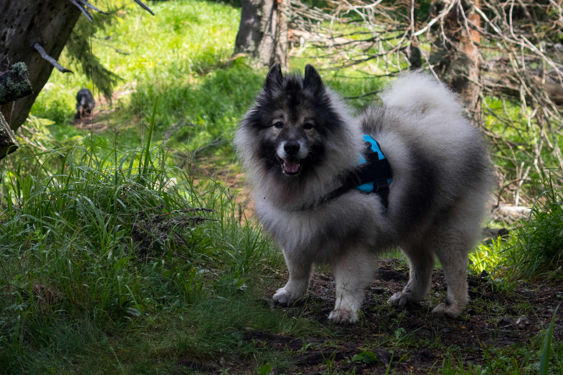 Siná od Demänovskej jaskyne slobody (Nízke Tatry)