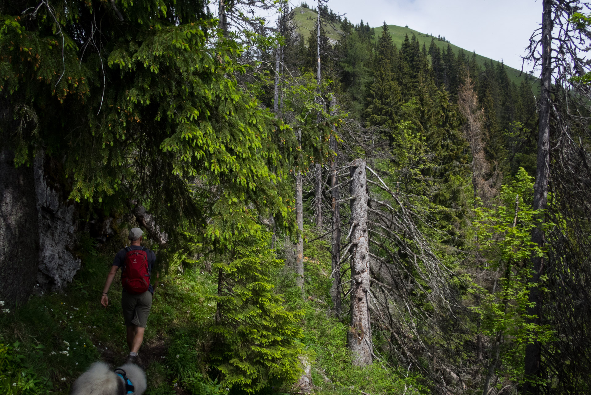 Siná od Demänovskej jaskyne slobody (Nízke Tatry)