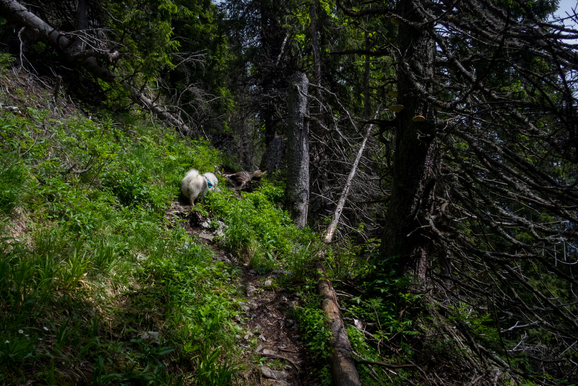 Siná od Demänovskej jaskyne slobody (Nízke Tatry)