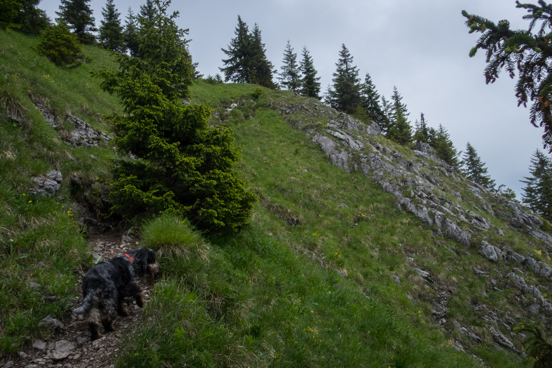 Siná od Demänovskej jaskyne slobody (Nízke Tatry)