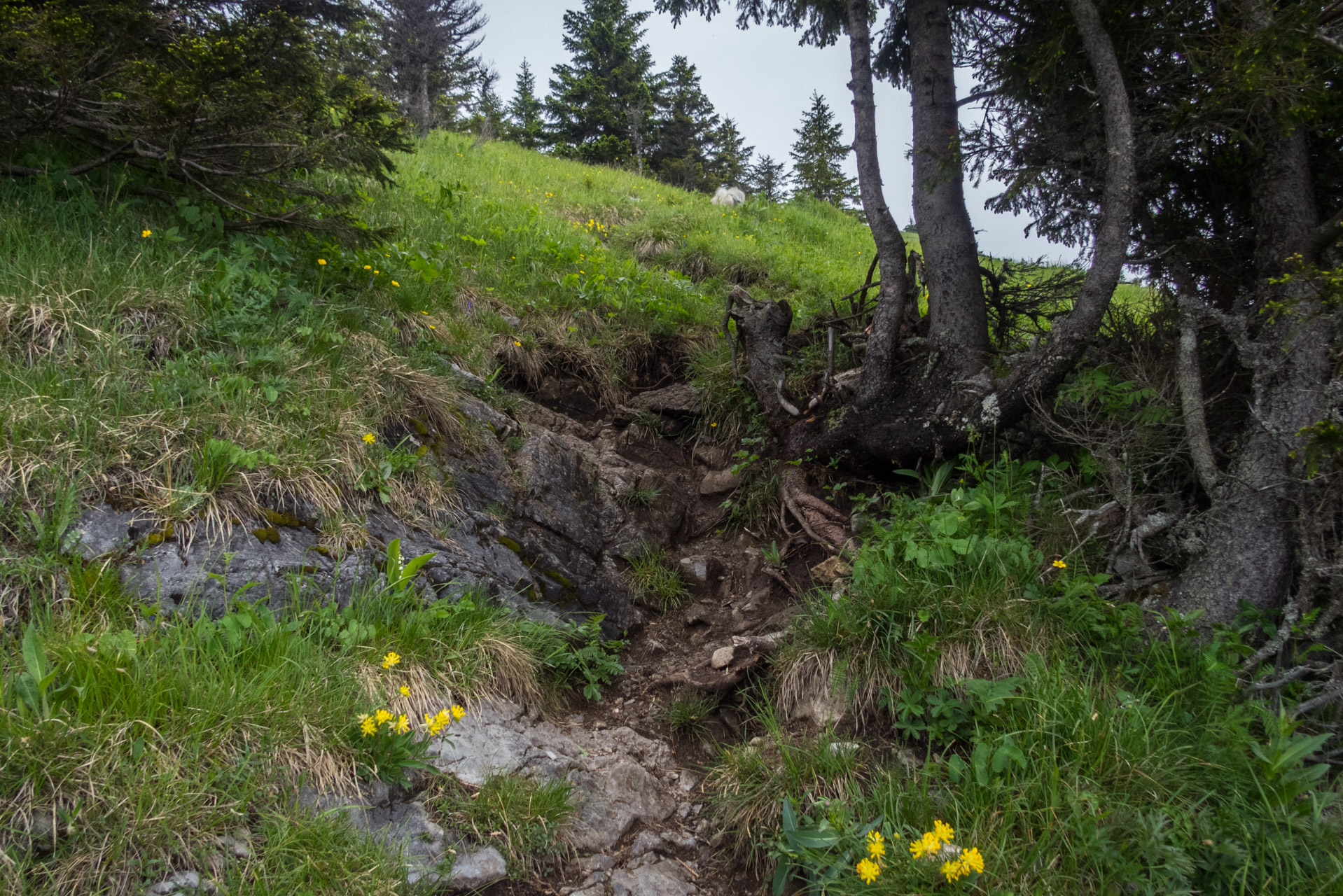 Siná od Demänovskej jaskyne slobody (Nízke Tatry)