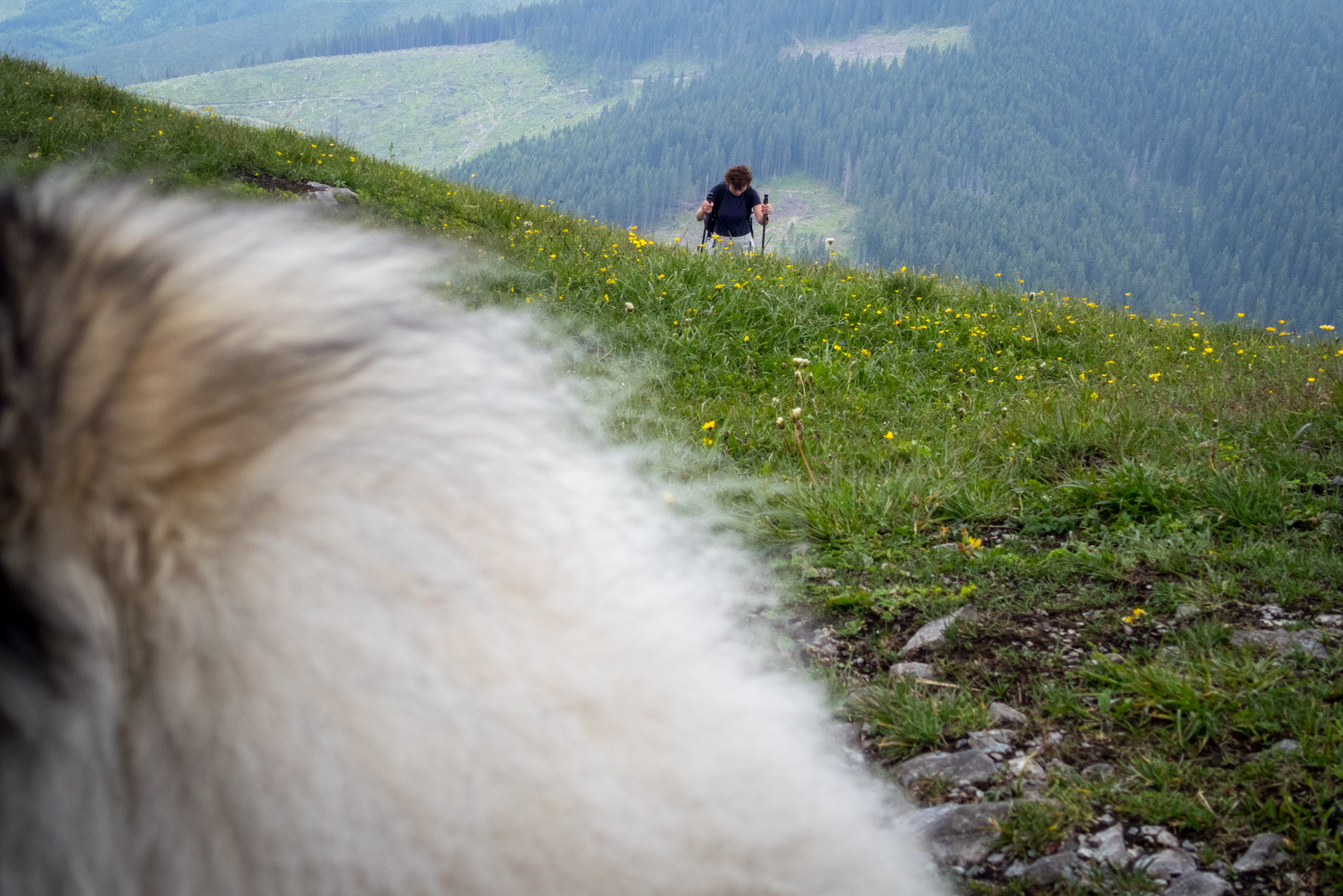 Siná od Demänovskej jaskyne slobody (Nízke Tatry)