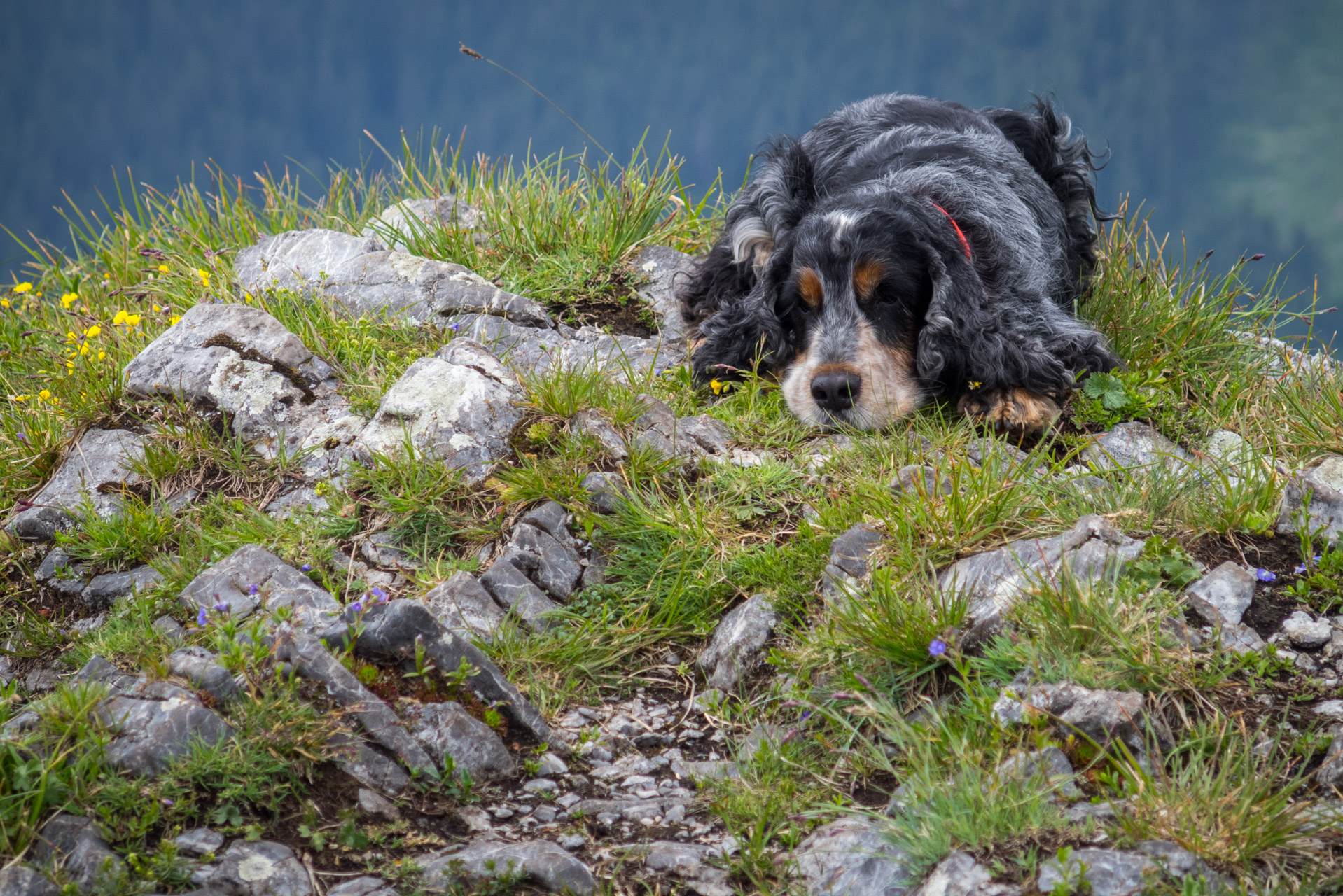 Siná od Demänovskej jaskyne slobody (Nízke Tatry)