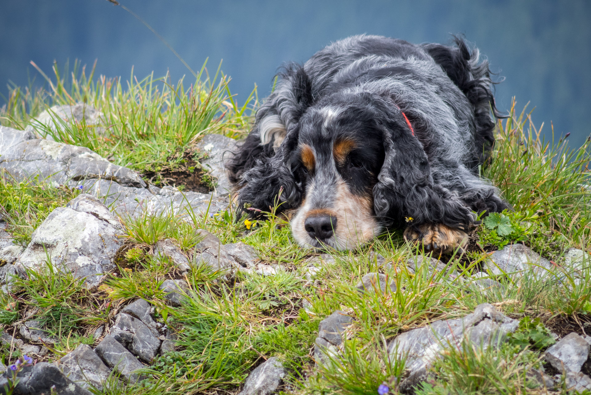 Siná od Demänovskej jaskyne slobody (Nízke Tatry)