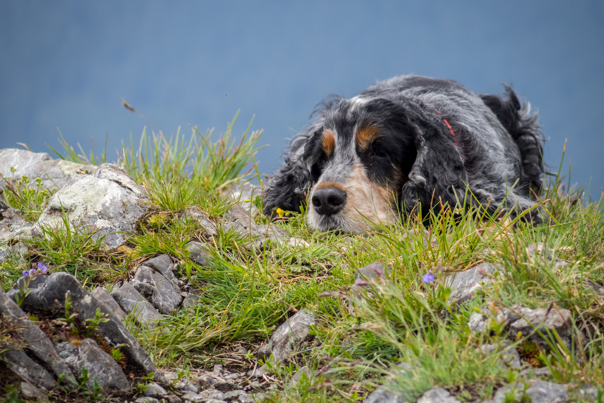 Siná od Demänovskej jaskyne slobody (Nízke Tatry)