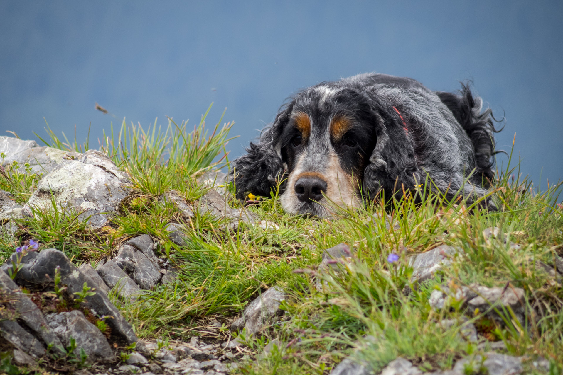 Siná od Demänovskej jaskyne slobody (Nízke Tatry)